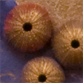 sea urchin detail
